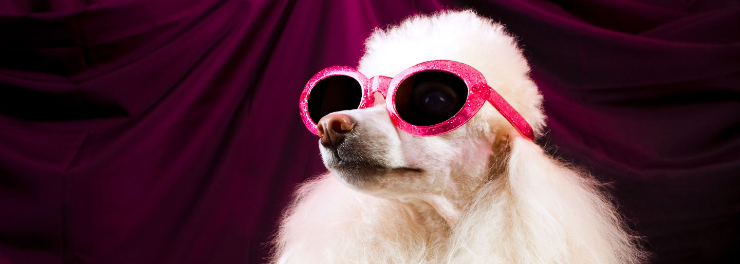 A dog with pink sunglasses on.