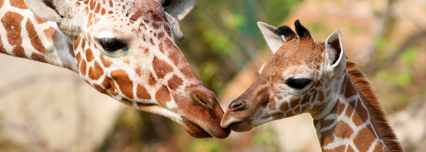 Two giraffes with noses to each other