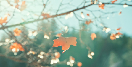 leaves.