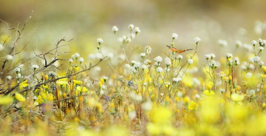 flowers.