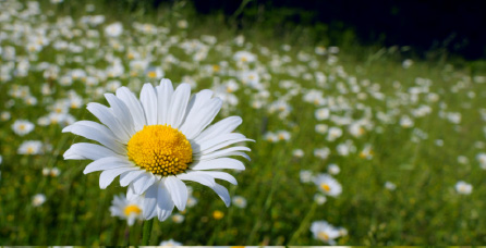 Daisy field.