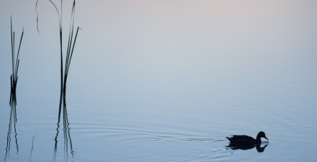 Duck swimming in pond.